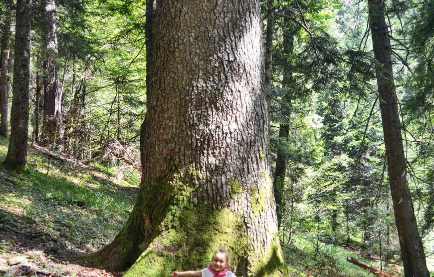 Arrangement A3 – Primeval-forest Perucica & Tara Rafting (3 days / 2 nights)