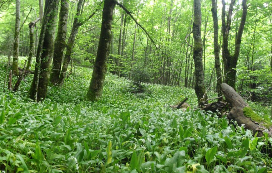 Arrangement A10 – Tara Canyon & NP Sutjeska (5 days / 4 nights)