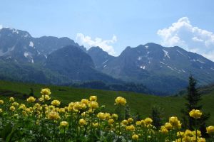 Flowers-on-Prijevor